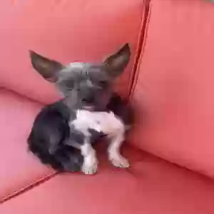 lost male dog murray