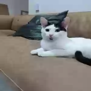 lost male cat domino