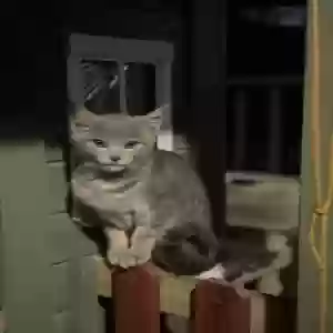 lost female cat kitty