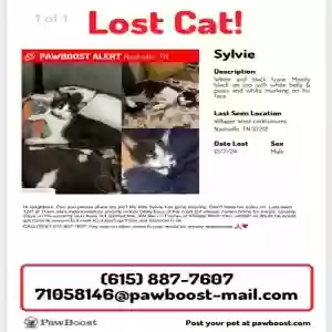 lost male cat sylvie