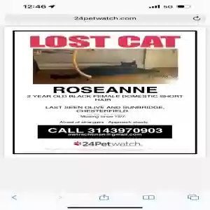 lost female cat roseanne