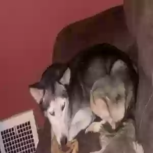 lost female dog koko
