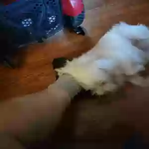lost male dog casper