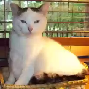 lost female cat bella