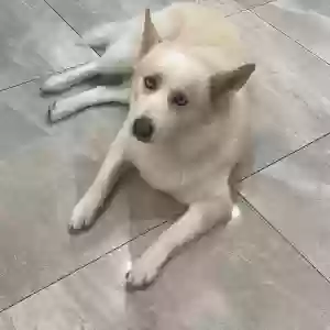 lost female dog canela