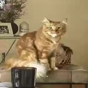 lost male cat benny