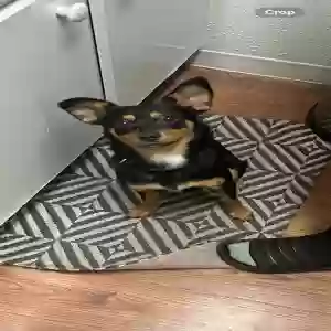 lost male dog astro