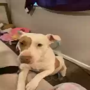 lost female dog koda