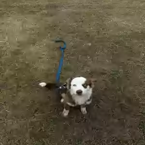 lost male dog blue
