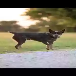 lost male dog clyde