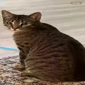 lost female cat unknown