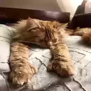 lost male cat cheeto