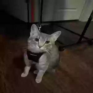lost female cat unknown