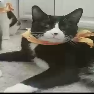 lost male cat fatty