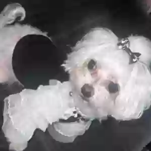 lost female dog love