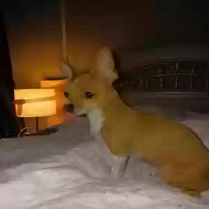 lost female dog muñeca