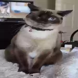 lost female cat cece