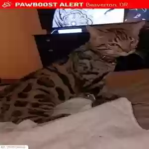 lost male cat sid