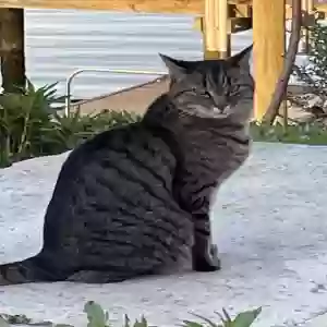 lost female cat unknown