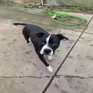 lost male dog jasper