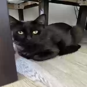 lost male cat luna