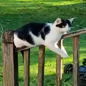 lost male cat buddy
