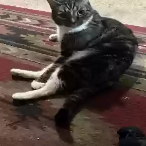 lost male cat oscar