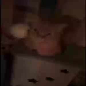lost male cat unknown