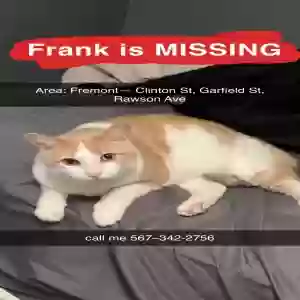 lost male cat frank