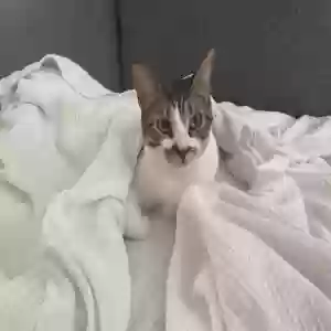 lost female cat zoey