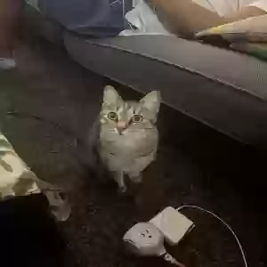 lost female cat misu