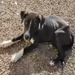lost female dog pickles