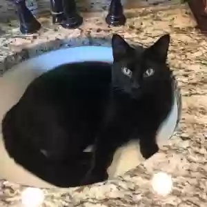 lost male cat spooky