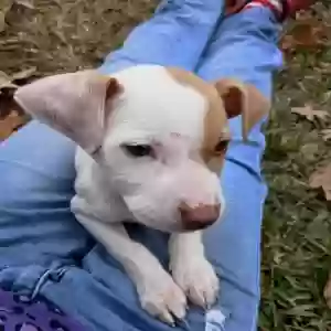 found male dog unknown