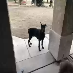 found male dog unknown