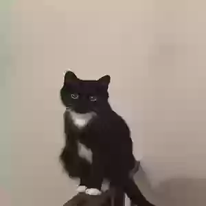 lost female cat seldom
