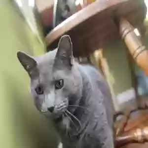lost male cat kuma