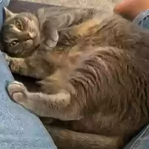 lost female cat coco