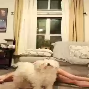 lost male dog scooter