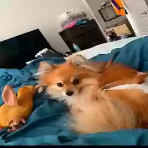lost male dog zeus
