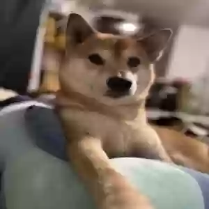 lost male dog katsu