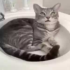 lost male cat mushroom
