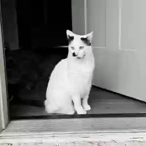 lost male cat dorian