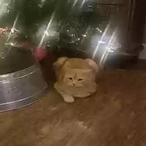 lost male cat pumpkin