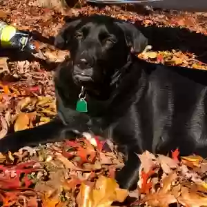 lost female dog margo