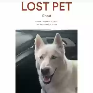 lost male dog ghost fernandez