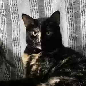 lost female cat cami