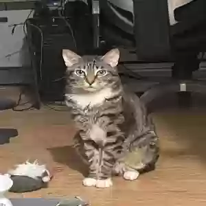 lost male cat maxie