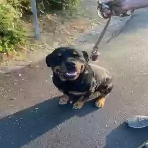 lost male dog stitch