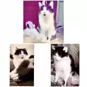 lost female cat oreo